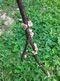 Marasmius crinis-equi image