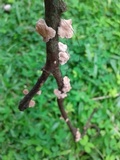 Marasmius crinis-equi image