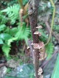 Marasmius crinis-equi image