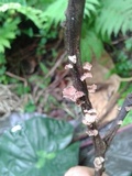 Marasmius crinis-equi image