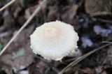 Lepiota clypeolaria image