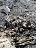 Panaeolus antillarum image
