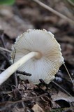 Lepiota clypeolaria image