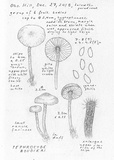 Tephrocybe boudieri image