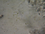 Tephrocybe boudieri image