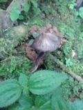 Psilocybe guilartensis image