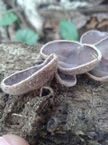 Auricularia nigricans image