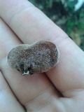 Auricularia nigricans image