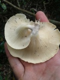 Lentinus scleropus image