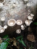 Lentinus sajor-caju image