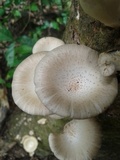 Lentinus sajor-caju image
