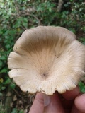 Lentinus sajor-caju image