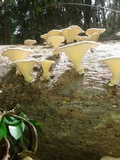 Lentinus sajor-caju image