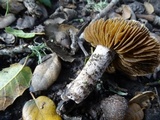 Cortinarius vinaceobrunneus image