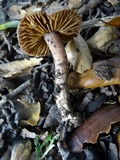 Cortinarius vinaceobrunneus image