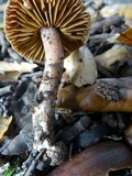 Cortinarius vinaceobrunneus image