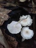 Filoboletus gracilis image