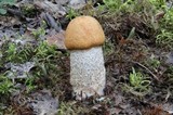 Leccinum boreale image