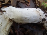Tricholoma griseoviolaceum image
