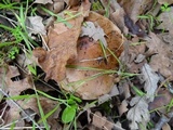 Tricholoma dryophilum image