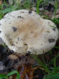 Hebeloma crustuliniforme image