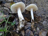 Hygrophorus roseobrunneus image