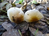 Hygrophorus roseobrunneus image