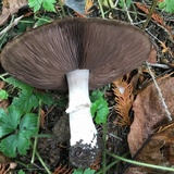 Agaricus buckmacadooi image