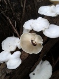 Lentinus scleropus image