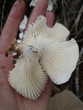 Lentinus scleropus image