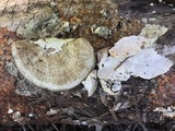Trametes lactinea image