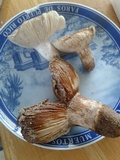 Russula cremeolilacina image