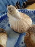 Russula cremeolilacina image