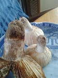 Russula cremeolilacina image