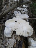 Lentinus scleropus image