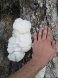 Lentinus scleropus image