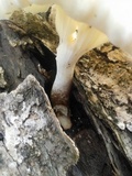 Lentinus scleropus image