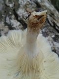 Lentinus scleropus image