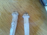 Amanita arenicola image