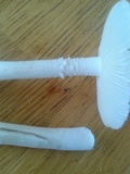 Amanita arenicola image