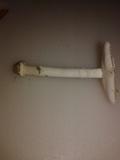 Amanita arenicola image
