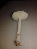 Amanita arenicola image