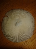 Amanita arenicola image