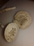 Amanita arenicola image