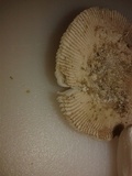 Amanita arenicola image