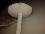 Amanita arenicola image