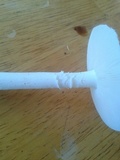 Amanita arenicola image