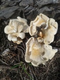 Lentinus crinitus image