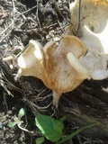 Lentinus crinitus image