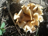 Lentinus crinitus image